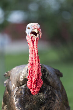 Kopf der Br&auml;ckin