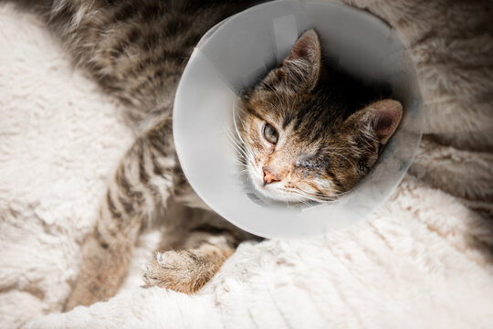 Beautiful funny gray kitten after surgery. He lies on a soft pillow in the bounding collar. Rehabilitation.