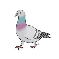 ハト