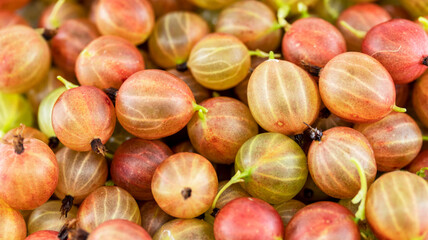 Obraz na płótnie Canvas ripe gooseberries close-up, macro photography, food backgrounds
