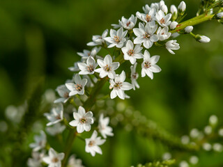 Closeup of the tiny white flowers on a Lysimachia Snow Candles loosestrife flower spike