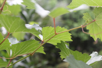 green leaves of grape vine