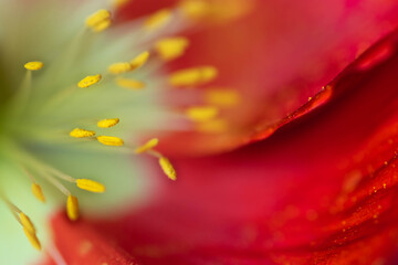 close-up on red poppy flower petals