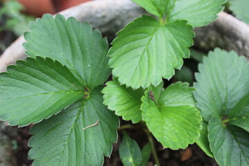 close up of strawberry green leaves