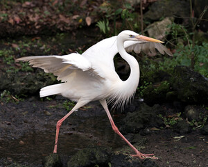 White Heron bird Stock Photos. Picture. Portrait. Image.  White Heron bird close-up profile view with foliage background. Spread wings. Stretching wings. Angelic wings. March walk. Great White Heron.