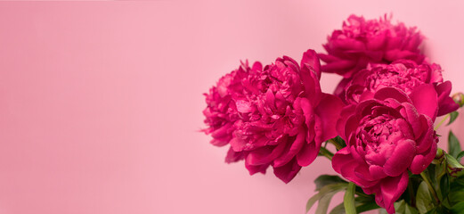 Burgundy peony beautiful flowers close-up on a pink background. Floral natural background. Horizontal frame flat layout
