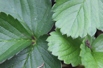 Close up of strawberry green leaves