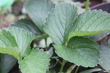 Close up of strawberry green leaves