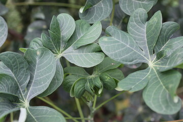 Obraz premium green leaves of a plant