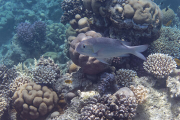 Naklejka na ściany i meble Bigeye barenose, Humpnose big-eye bream or Roundtoothed large-eyed bream (Monotaxis grandoculis) in Red Sea