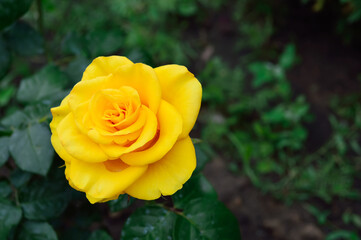 close-up - a beautiful yellow rose with a pleasant aroma blooming in the garden