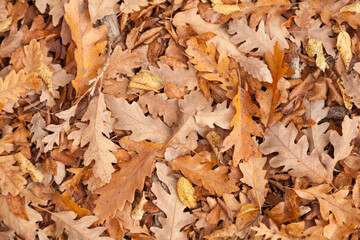Orange Autumn Leaves Background. Outdoor