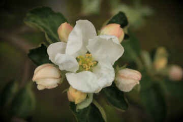 Obraz premium white and yellow flower