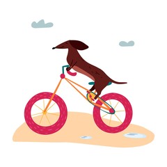 A vector illustration of a cute Dachshund wiener dog on a bicycle. Summertime illustration
