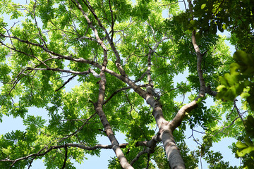 Low angle view of the big tree with fresh green leaves