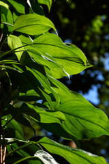 The green ivy leaves on the tree trunk