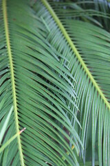 Sago palm leaves
