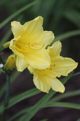 Yellow Daylilies