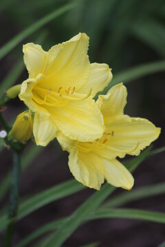 Yellow Daylilies © Lisa Basile Ellwood