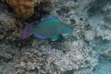 Bicolour parrotfish or Bumphead parrotfish (Cetoscarus bicolor) in Red Sea