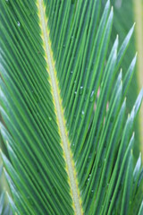Close up of wet palm leaf