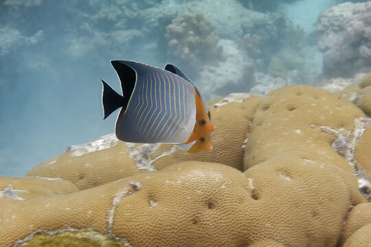 Hooded butterflyfish or Orangeface butterflyfish (Chaetodon larvatus) in Red Sea