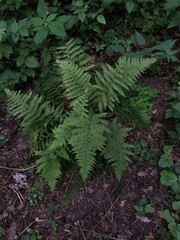 green fern leaves