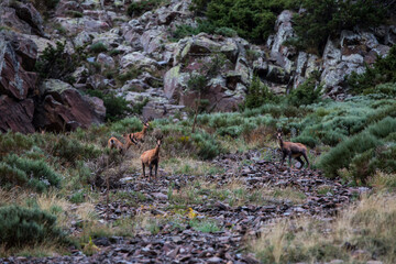 Chamois in Porte Puymorens, Capcir mountains, Pyrenees, France