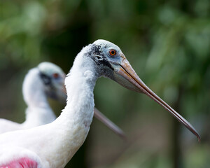 Roseate Spoonbill bird Stock Photos. Roseate Spoonbill bird head close-up profile view with blur background displaying long bill, eye, neck with blur background in habitat. Picture. Image. Portrait.