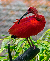 Scarlet ibis in its enclosure. Latin name - Eudocimus ruber	
