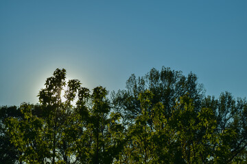 Blue Sky and Green Tree Tops