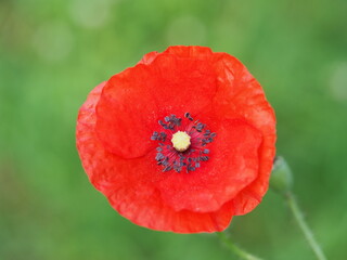 Klatschmohn (Papaver rhoeas) auch Mohnblume oder Klatschrose ist weit verbreitet und leuchtet im vollen Rot