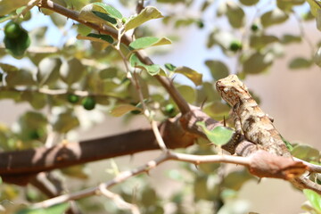 wild life in yala