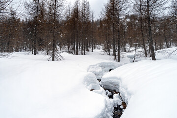 Alpine forest in winter