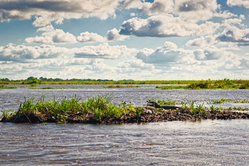 Wetlands in Nature Reserve Esteros del Ibera National Park, Colonia Carlos Pellegrini, Corrientes, Argentina.