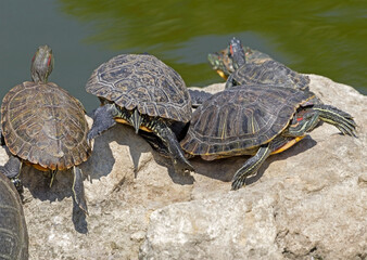 turtles basking and swimming in the sun