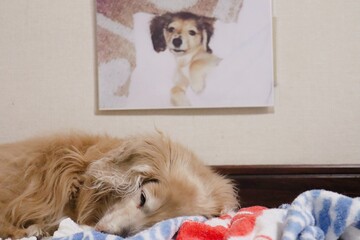 子犬の頃の写真の前で寝る老犬