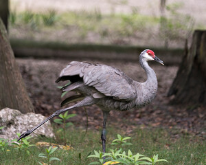 Sand hill crane bird Stock Photos.   Sand hill Crane bird standing tall a foliage background in its habitat and environment displaying grey feather plumage, body, fluffy wings, Image. 