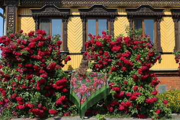 Old ornamental windows, carved frames. Vintage wooden rural house in Suzdal town, Russia. Decorative red climber roses, bush: season flowers in summer garden. Russian girl in folk Pavlovo Posad shawl