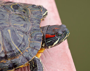 An image of Red Eared Turtle