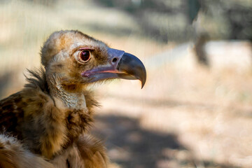 Hungry Vulture Awaits Prey.Black Vulture