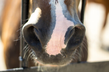 Close-up of a red horse's nose