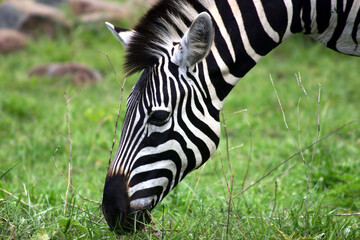Zebra Kruger Park South Africa