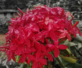 red and white flower