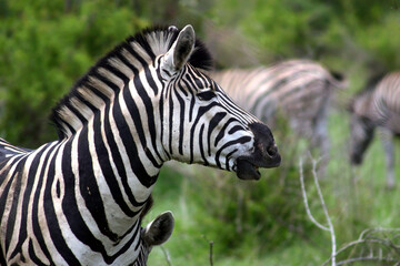 Fototapeta na wymiar Zebra Kruger Park South Africa