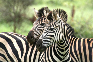 Zebra Kruger Park South Africa