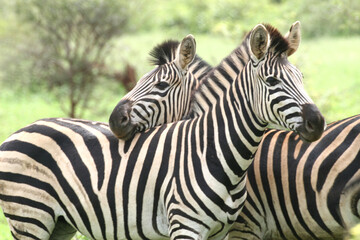 Zebra Kruger Park South Africa