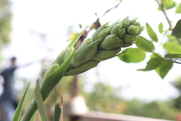 asparagus on the vine