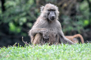 Olive Baboon