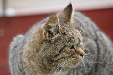 thick striped brown cat on a red-brown background close-up